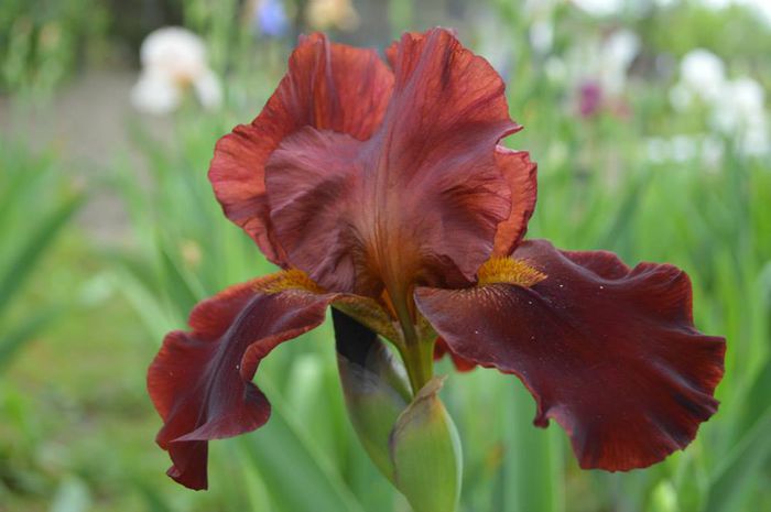 10363339_575653852532307_4196575241286958424_n