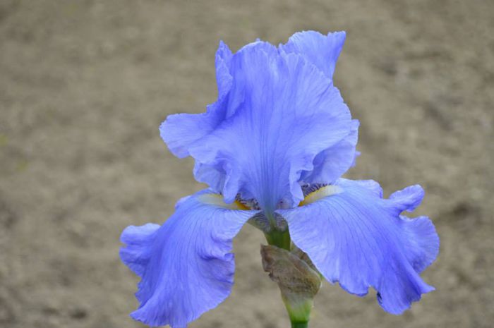 10365922_575654012532291_4774176390708510180_n