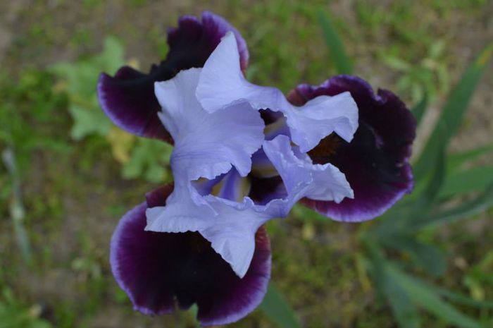 10409402_575653632532329_4835097675750066314_n