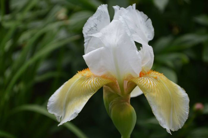 alb si galben - 2014 IRISI- Lace silk and velvet in my garden