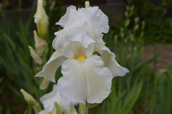 alb - 2014 IRISI- Lace silk and velvet in my garden