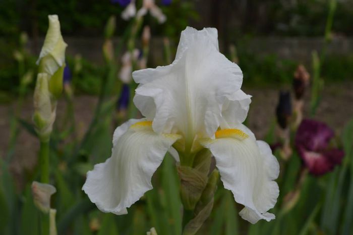 cliffs of dover - 2014 IRISI- Lace silk and velvet in my garden