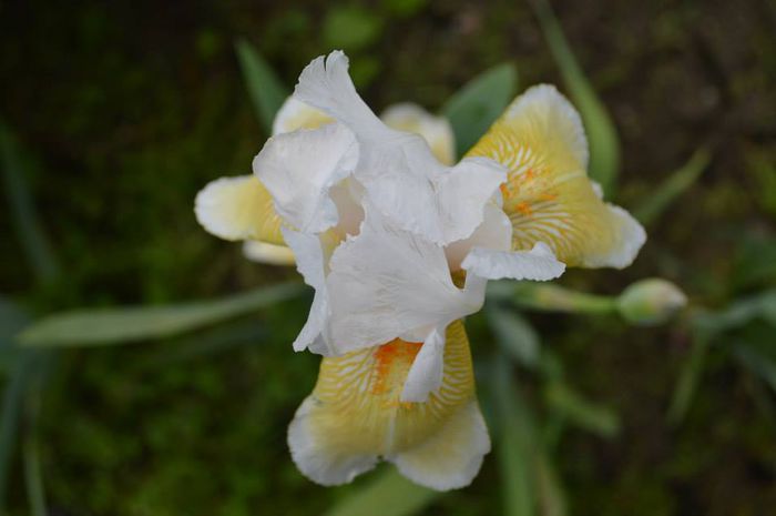 de sus - 2014 IRISI- Lace silk and velvet in my garden