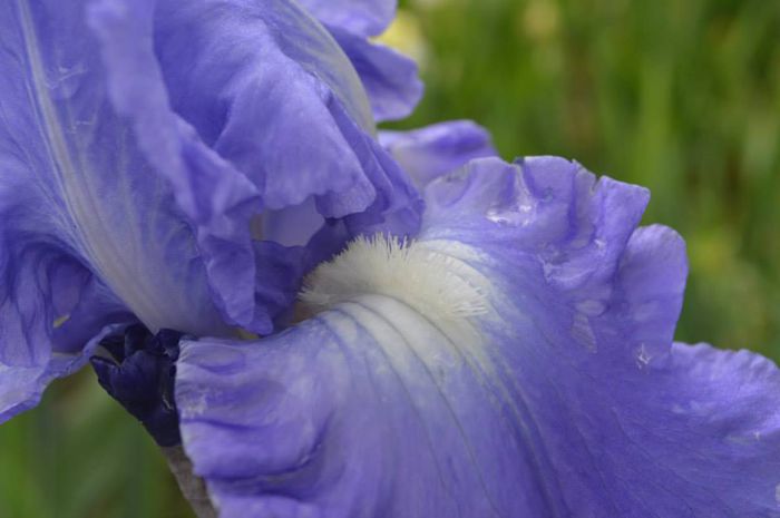 detaliu perisori - 2014 IRISI- Lace silk and velvet in my garden