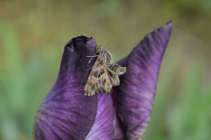 iubire - 2014 IRISI- Lace silk and velvet in my garden