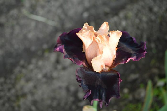 catifea usor deschisa