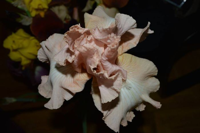 fashionable pink de sus