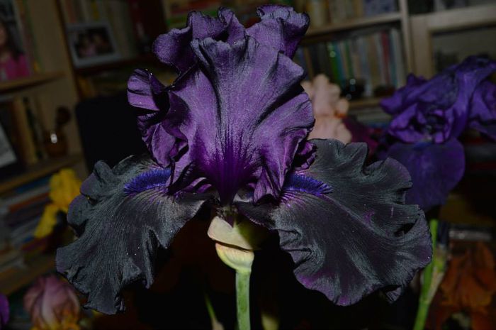 ghost train 1 - 2014 IRISI- Lace silk and velvet in my garden