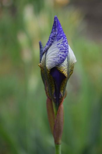 ready for the tournament