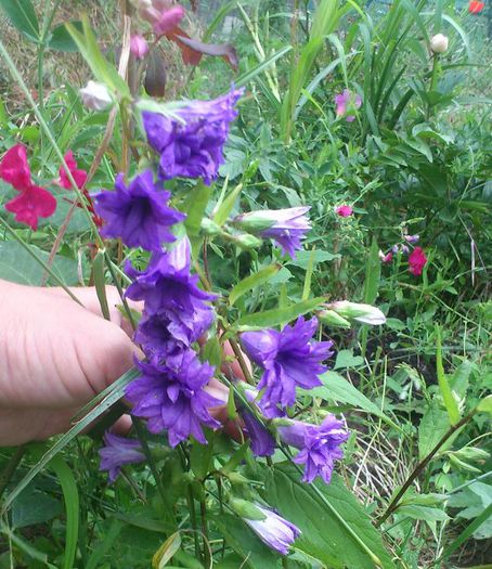 campanula dubla iun2014