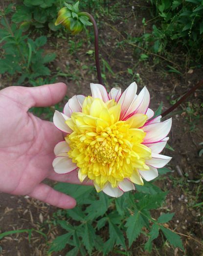 dalie - gradina2013-2016