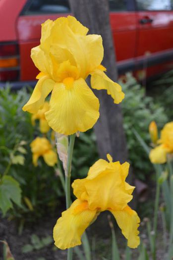 galben intens imparat