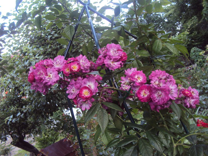 DSC08821