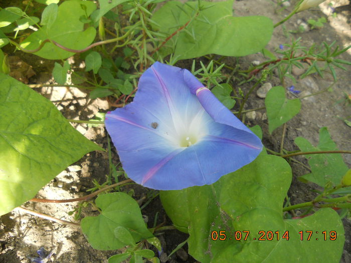 zorea - flori din gradina