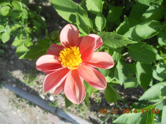 dalie pitica - flori din gradina
