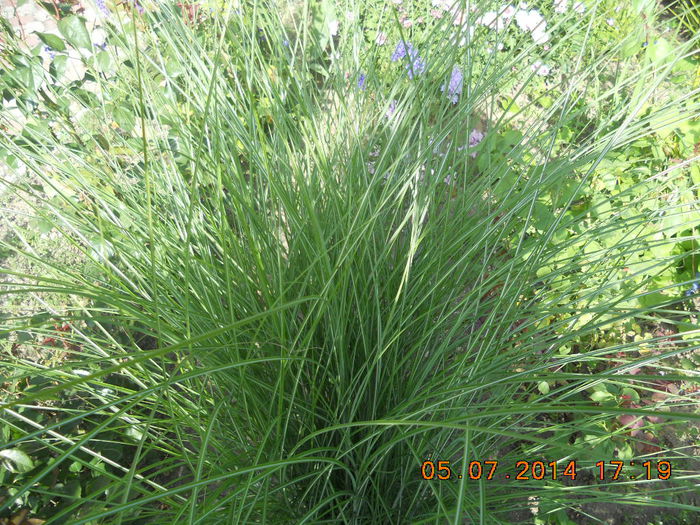 DSCN3234 - flori din gradina