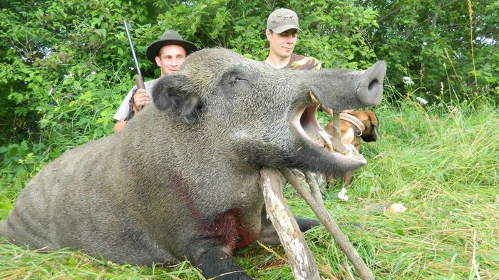 Szaki, utankereses,,