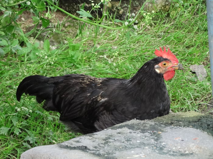 DSC01117 - Italiana Orange-Duckwing