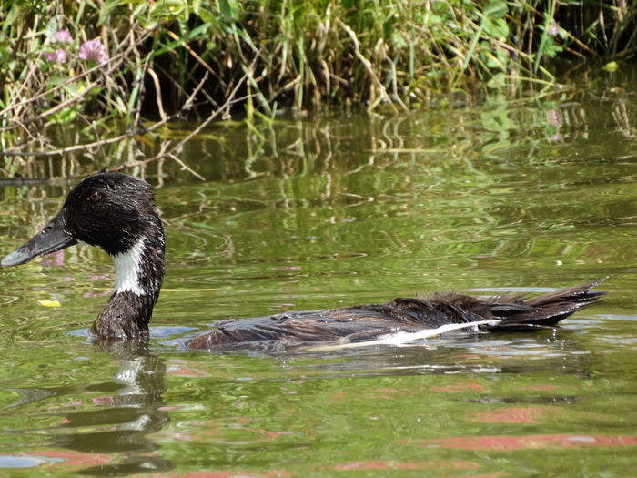 Cormoran :) - Rate comune