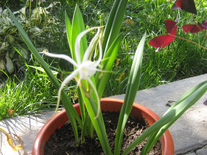 hymenocallis harrisiana - Flori in curte