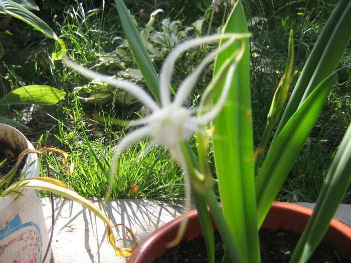 hymenocallis harrisiana
