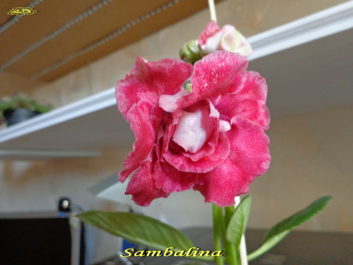 Sambalina(5-07-2014) - Gloxinii 2014