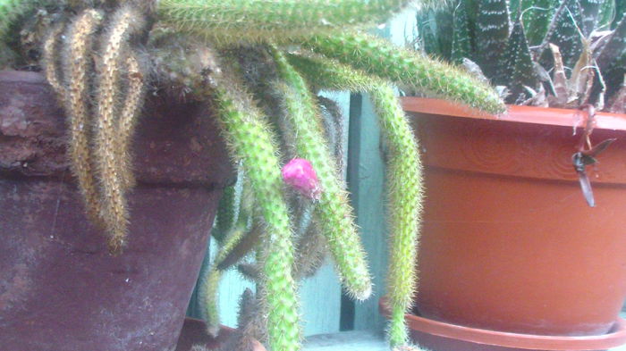 SAM_0465 - Cactusi si flori in ghivece