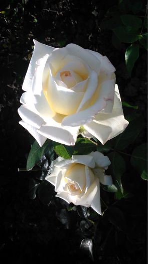 DSC_0379 - TRANDAFIRI 2014 IV