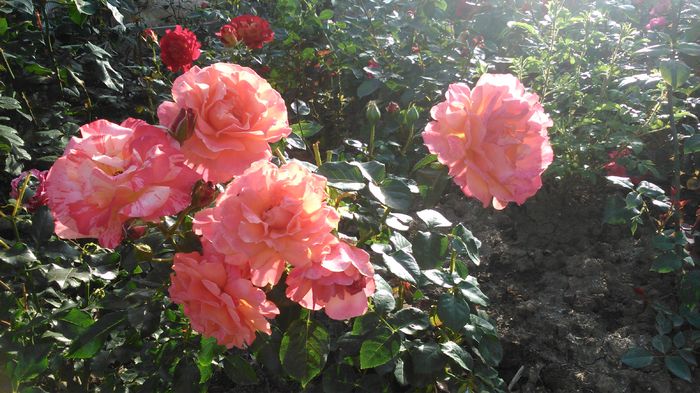 DSC_0381 - TRANDAFIRI 2014 IV