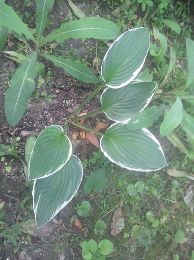 2014-07-03 16.55.12 - hosta