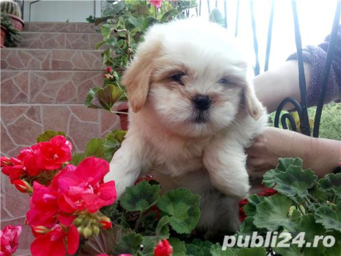 Vandut - Shih Tzu