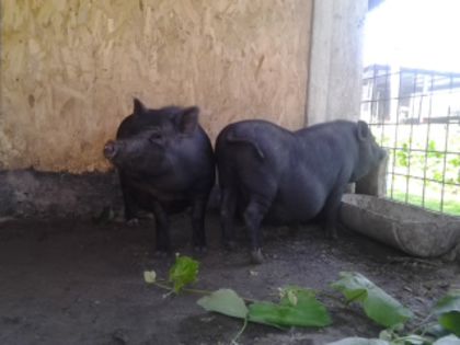 2014-07-06 11.35.39 - Porci vietnamezi