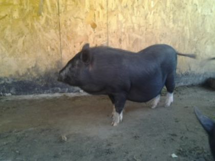 2014-07-06 11.35.25 - Porci vietnamezi