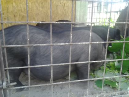 2014-07-06 11.35.00 - Porci vietnamezi