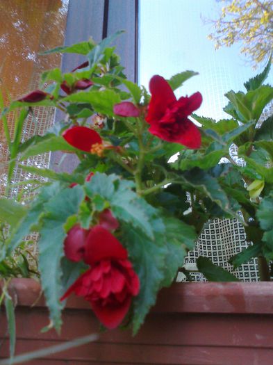 begonie curgatoare - 0 gradina mea 2014