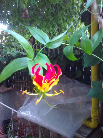 Fotografie3704 - 0 gradina mea 2014