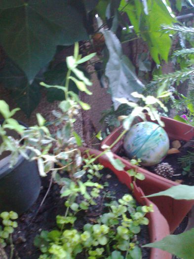 Fotografie3705 - 0 gradina mea 2014