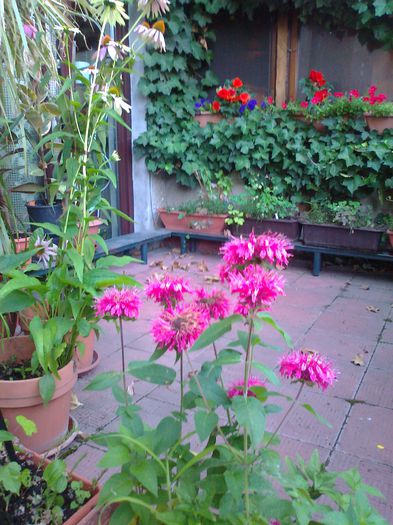 Fotografie3709 - 0 gradina mea 2014