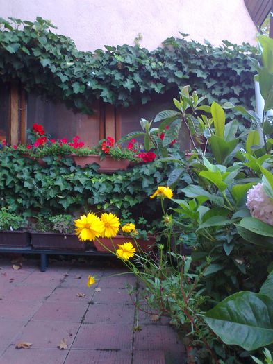 Fotografie3710 - 0 gradina mea 2014