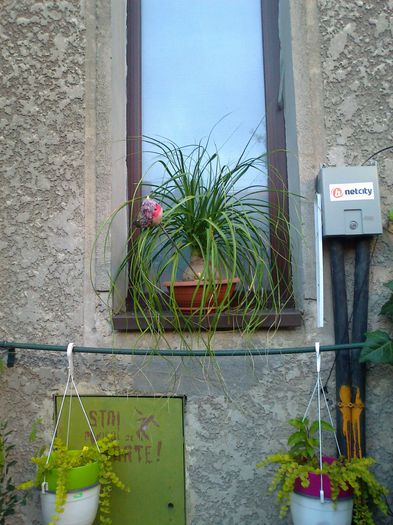 Fotografie3713 - 0 gradina mea 2014