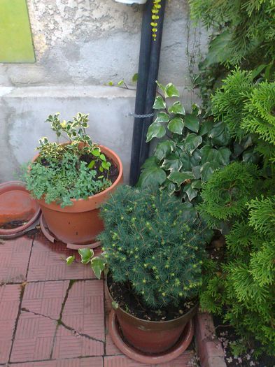 Fotografie3714 - 0 gradina mea 2014