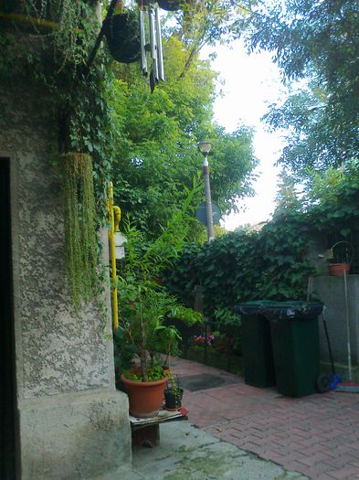 Fotografie3727 - 0 gradina mea 2014