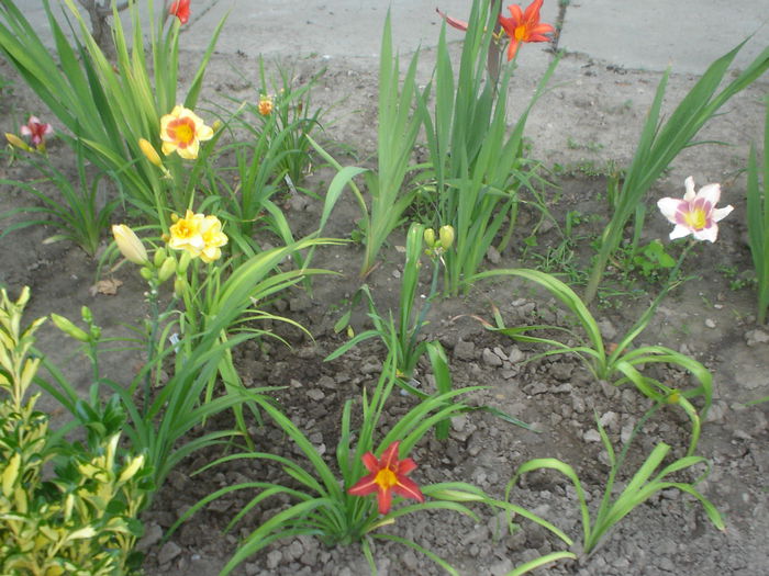 hemerocallis