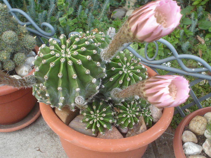 cactus - 07 LUNA IULIE 2014