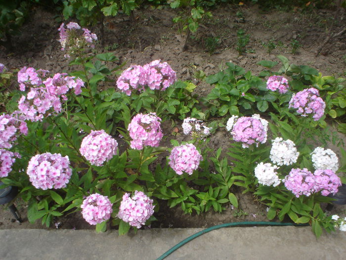 phlox