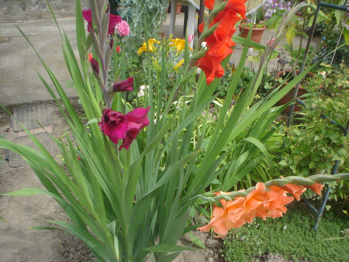 gladiole