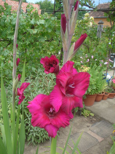 gladiola - 07 LUNA IULIE 2014