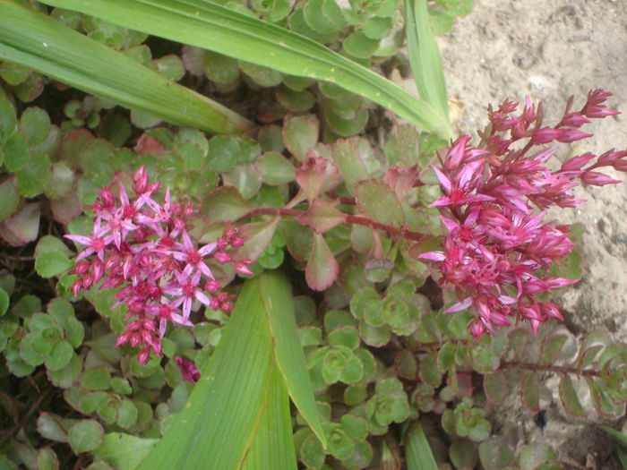 sedum