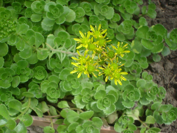 sedum