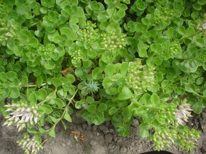 sedum